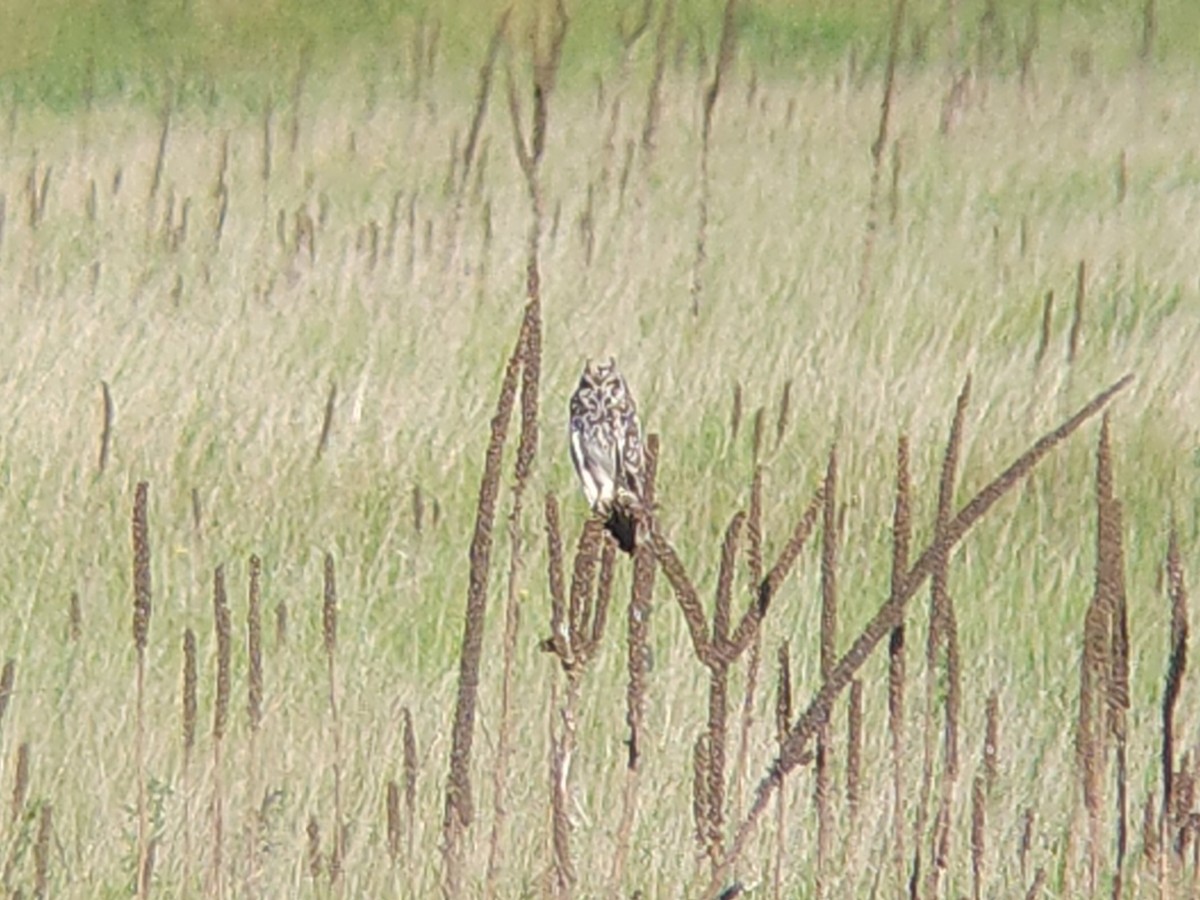 Short-eared Owl - ML637266018