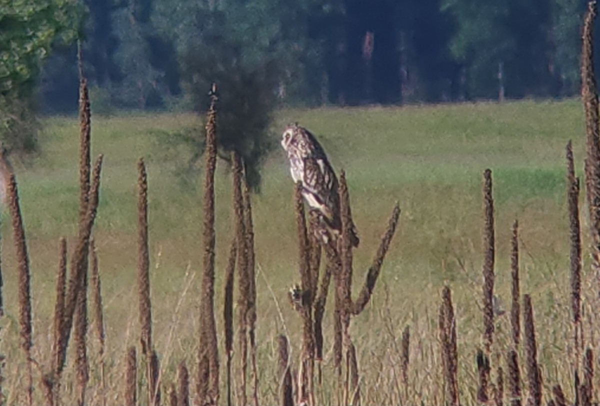 Short-eared Owl - ML637266024