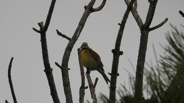 Dickcissel - ML637266026