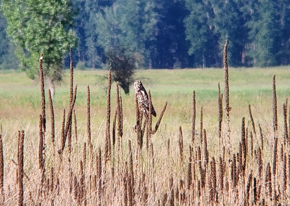 Short-eared Owl - ML637266035