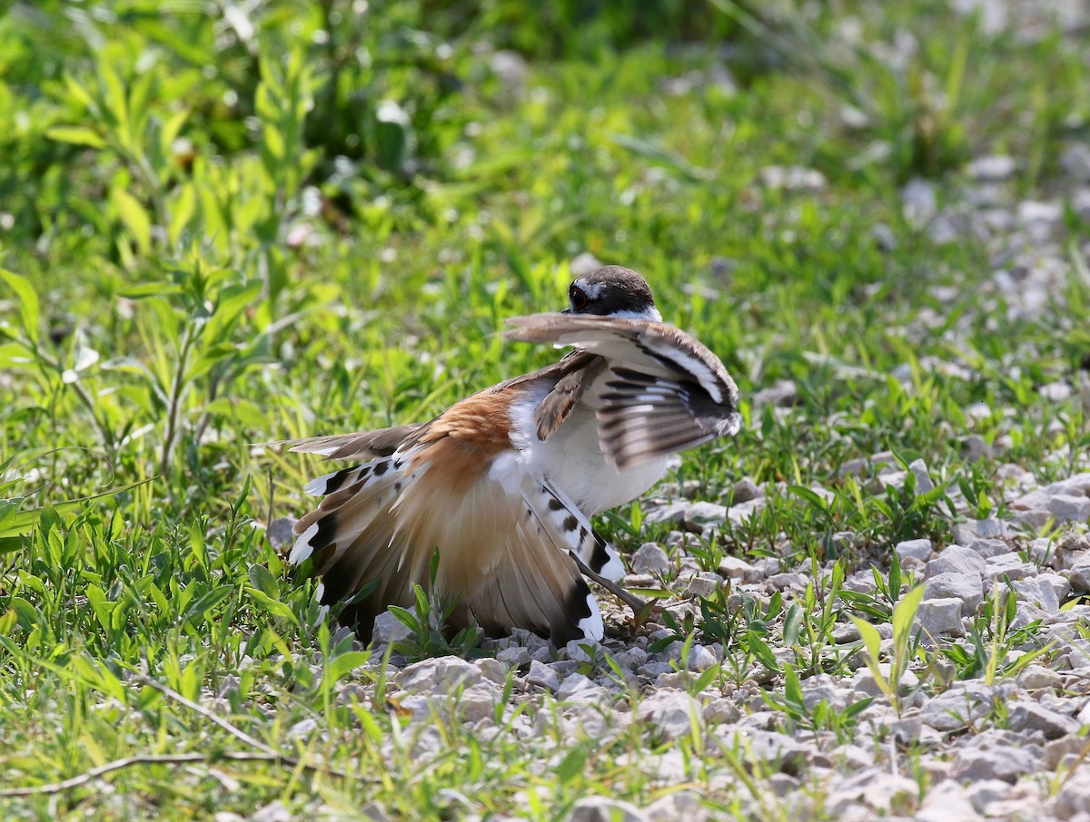 Killdeer - ML637266147