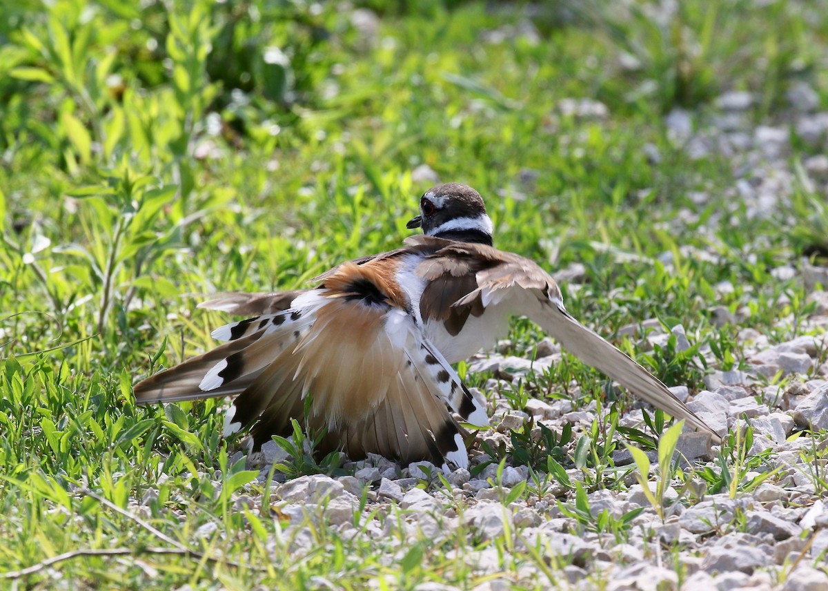 Killdeer - ML637266162