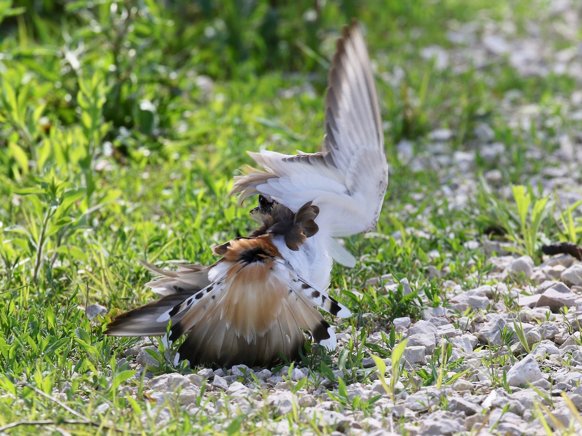 Killdeer - ML637266175