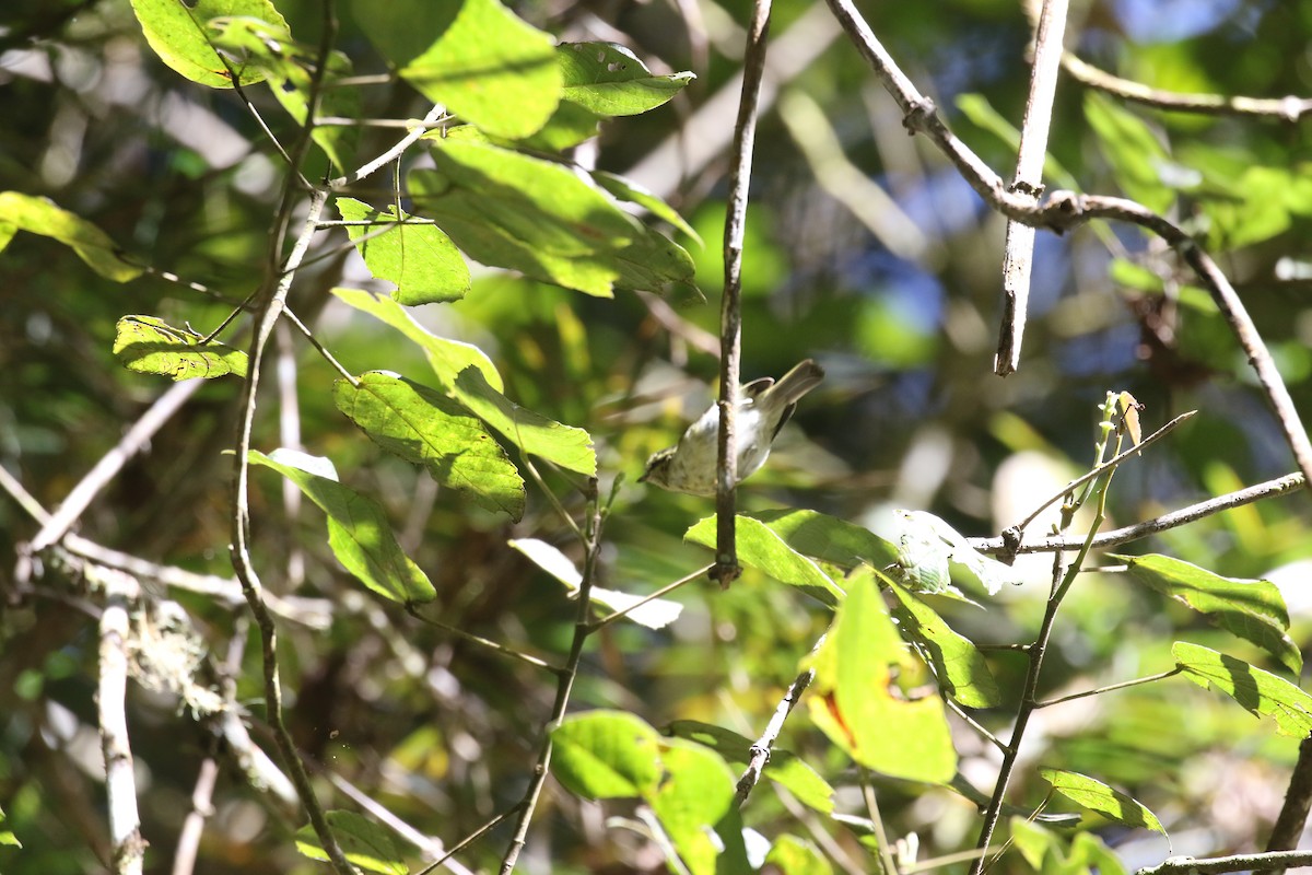 Mountain Leaf Warbler - ML637266191