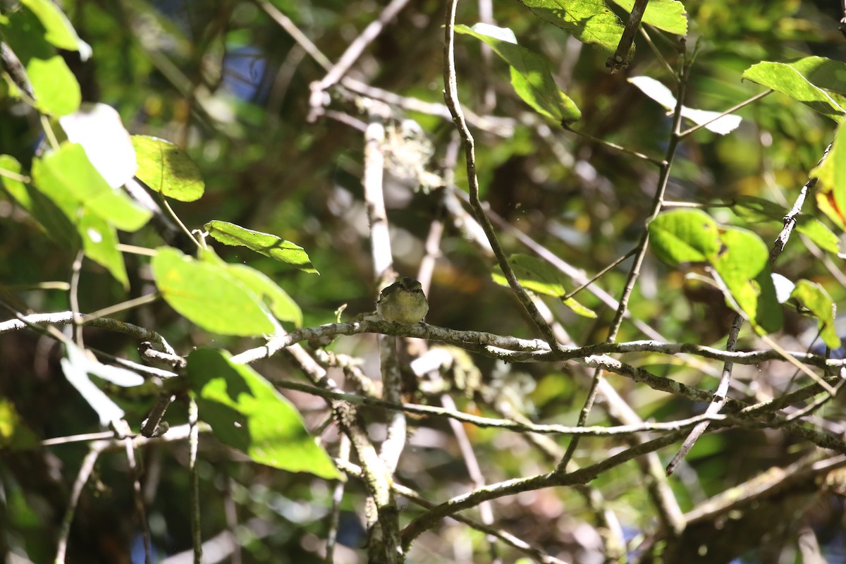 Mountain Leaf Warbler - ML637266192