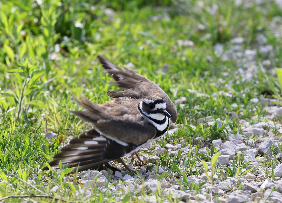 Killdeer - ML637266206
