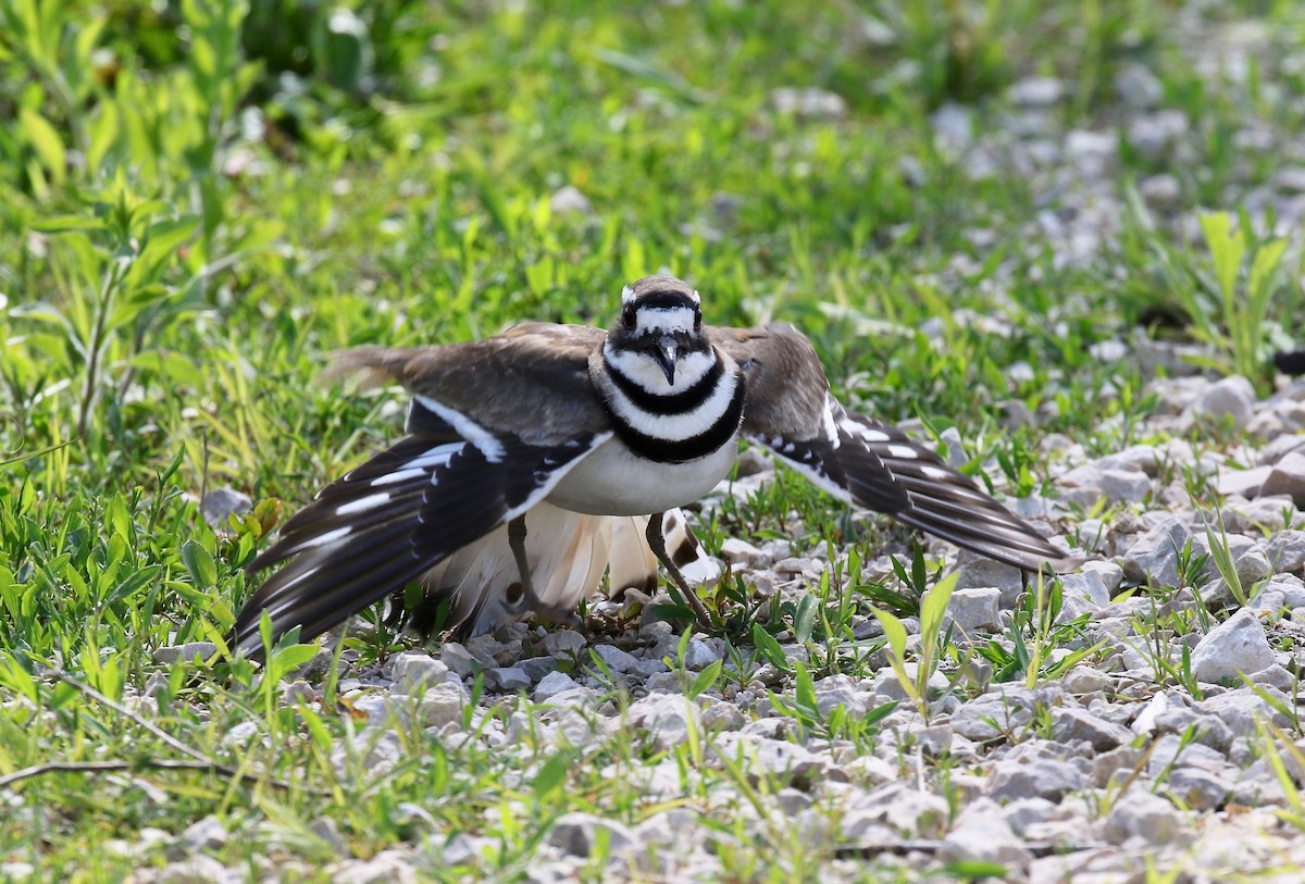 Killdeer - ML637266223