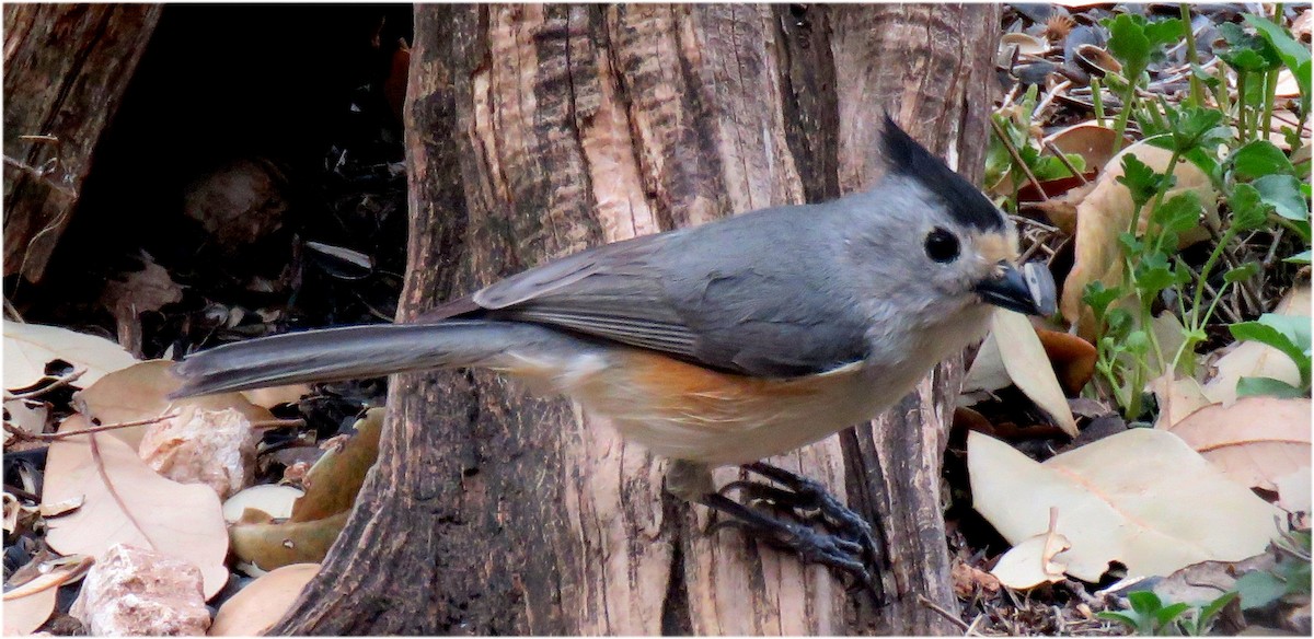 Black-crested Titmouse - ML637266226