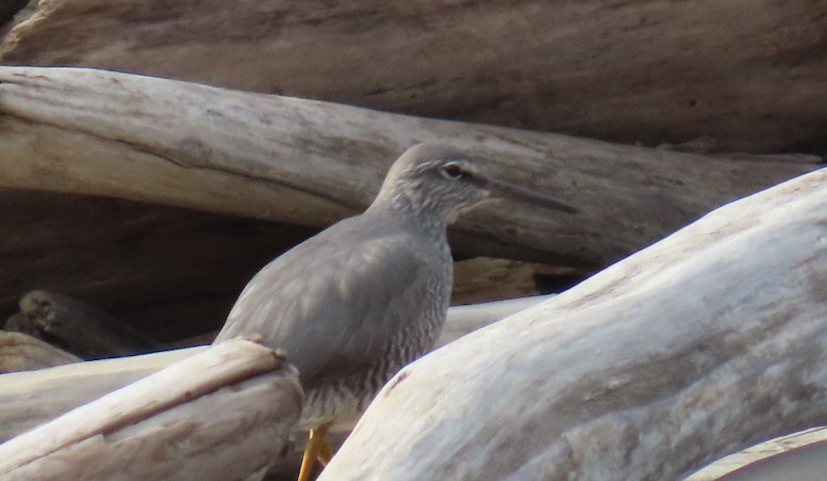 Wandering Tattler - ML637266237