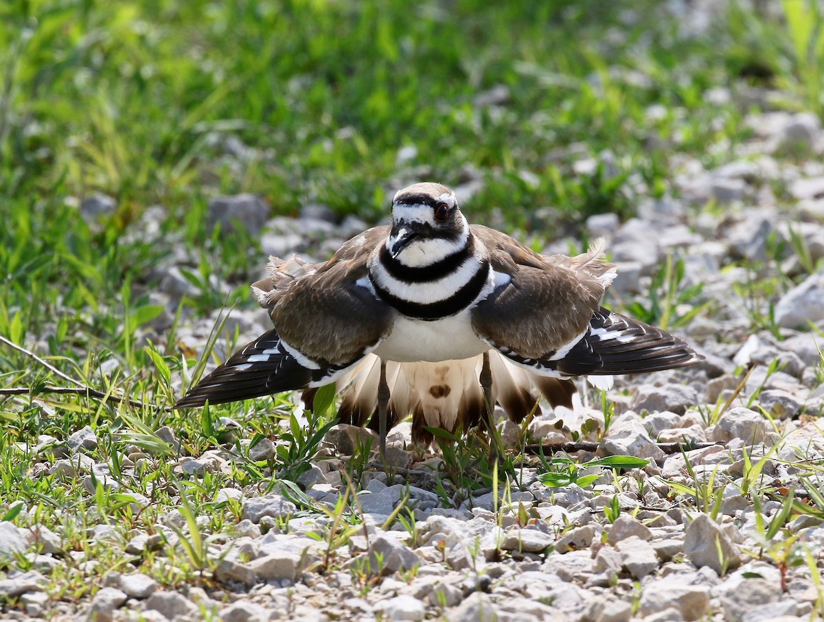 Killdeer - ML637266244