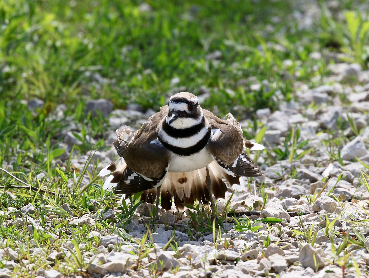 Killdeer - ML637266267