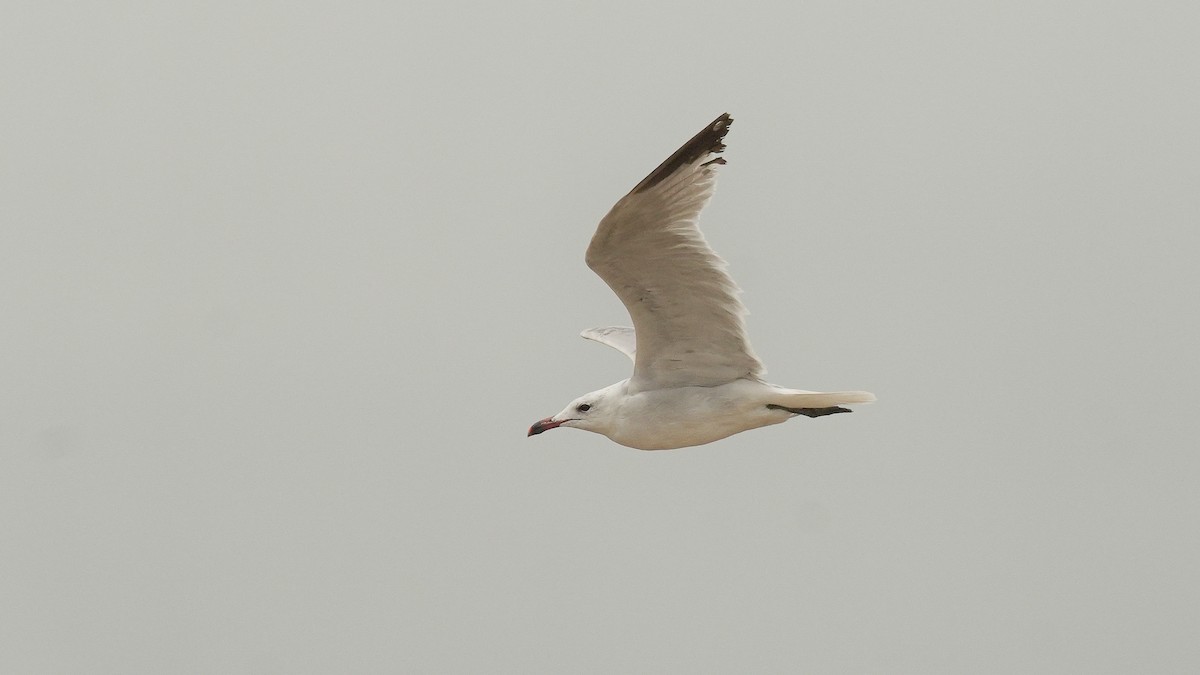 racek zelenonohý - ML637266274