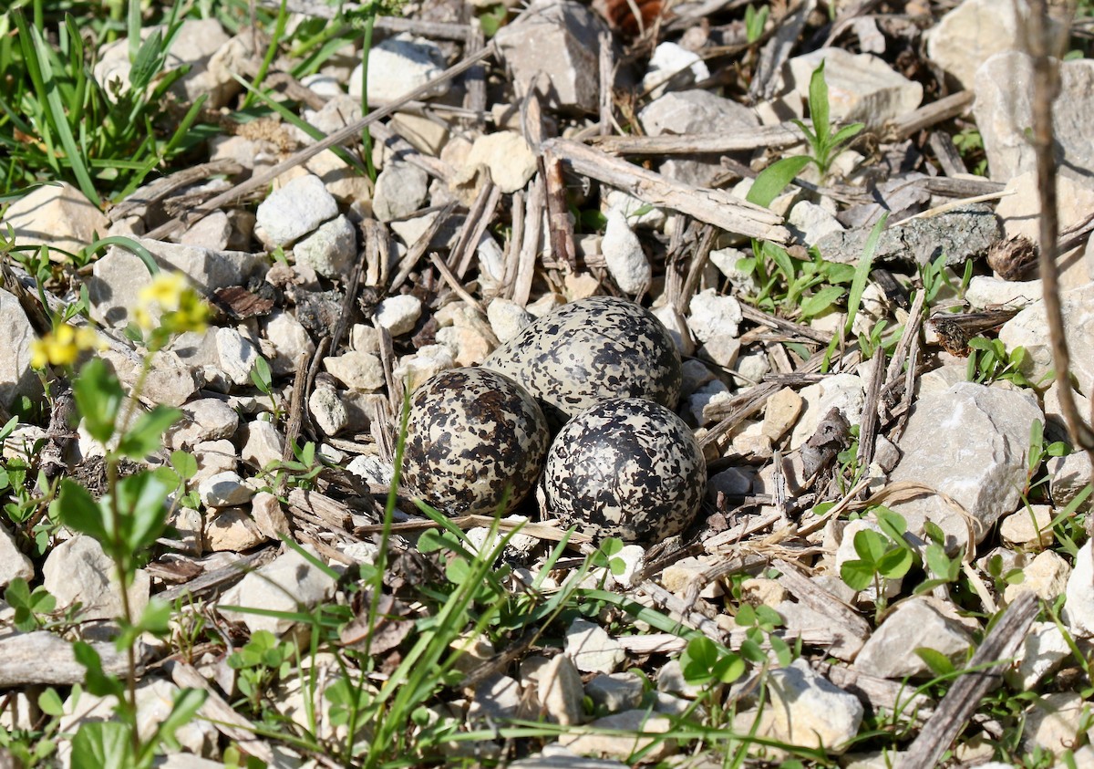 Killdeer - ML637266283