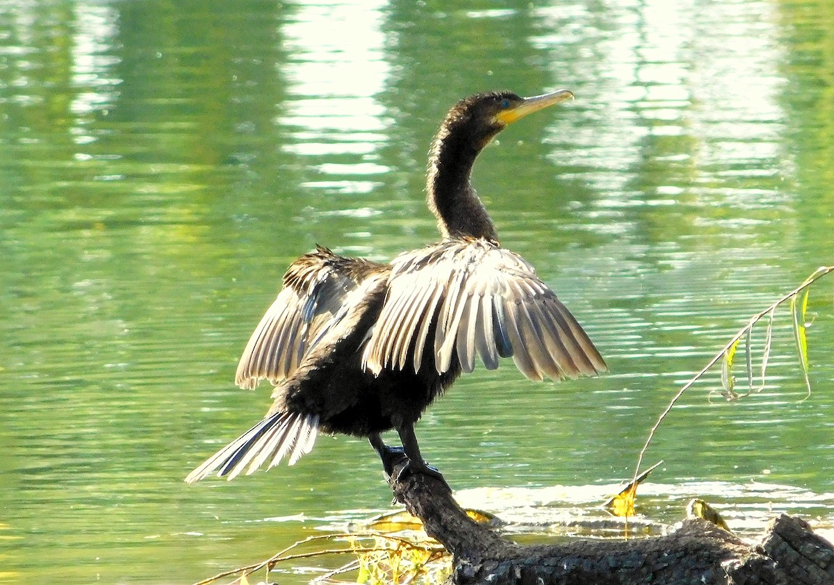 Neotropic Cormorant - ML637266303