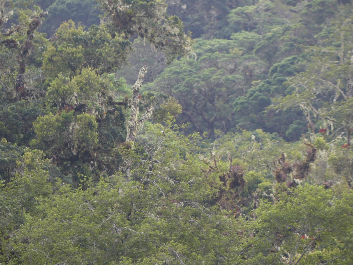 Three-wattled Bellbird - ML637266315