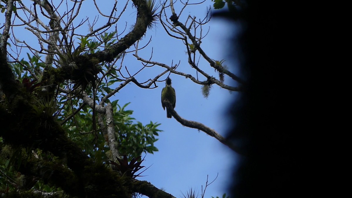 Three-wattled Bellbird - ML637266319