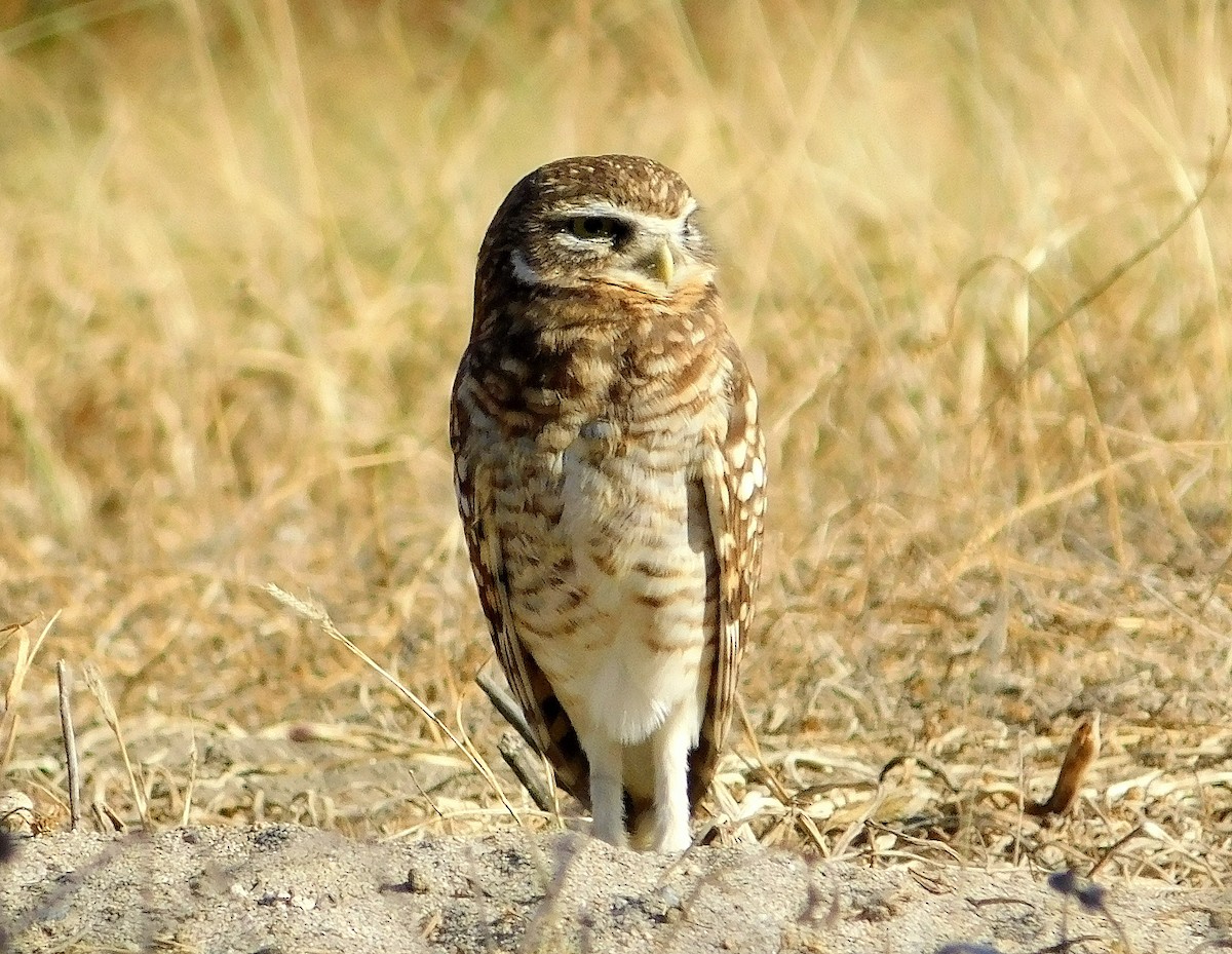 Burrowing Owl - ML637266323