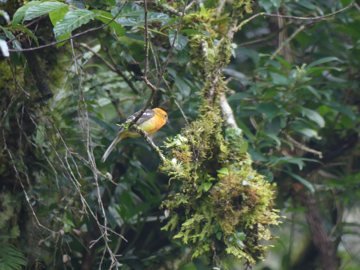 Flame-throated Warbler - ML637266359