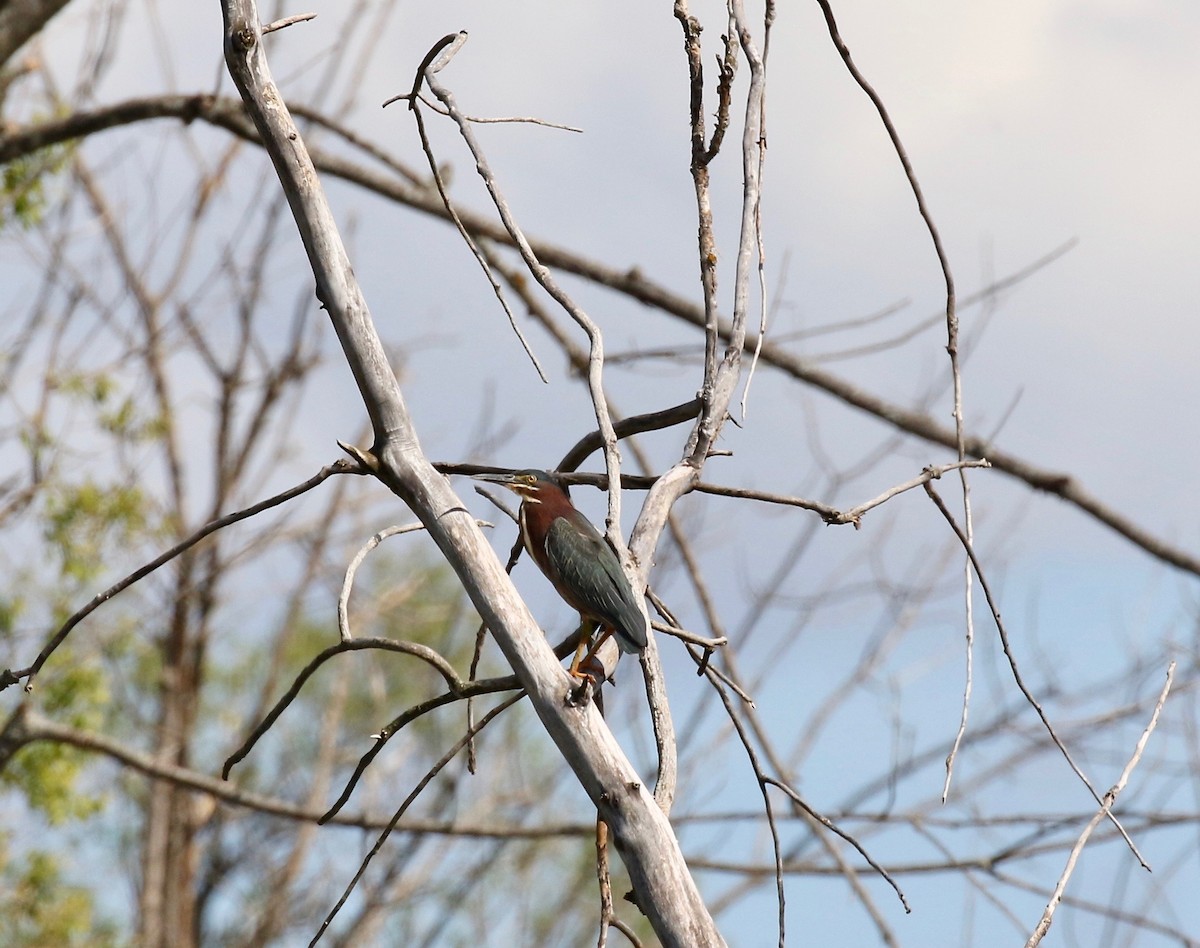 Green Heron - ML637266375