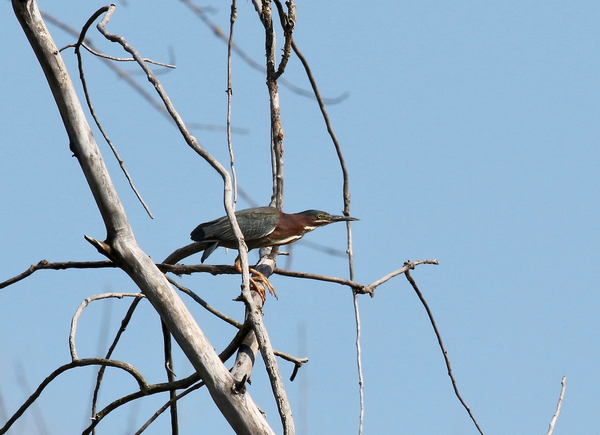Green Heron - ML637266376