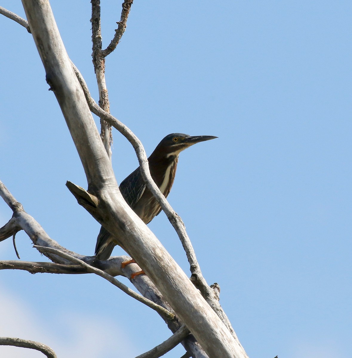 Green Heron - ML637266377