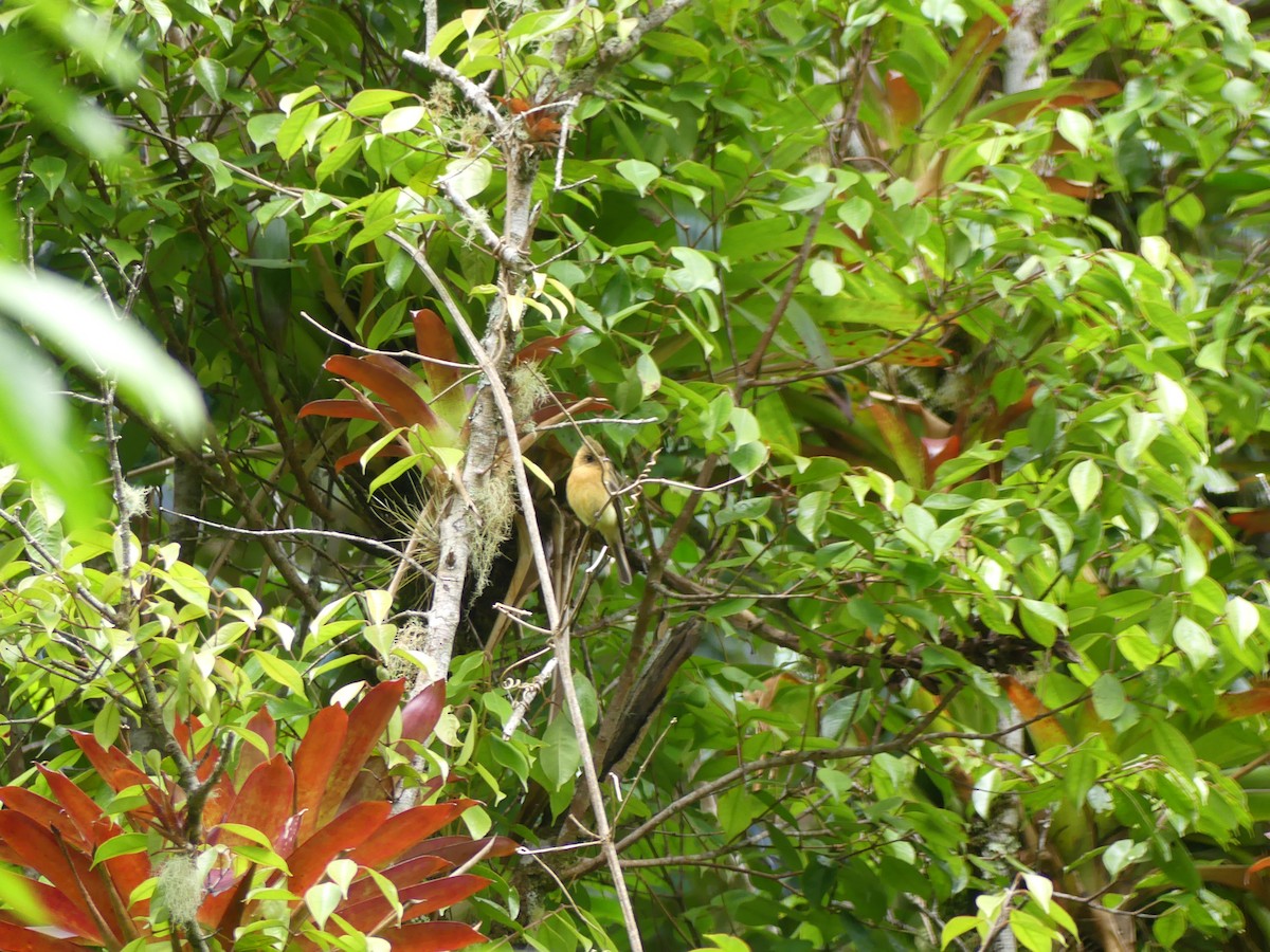 Tufted Flycatcher - ML637266379