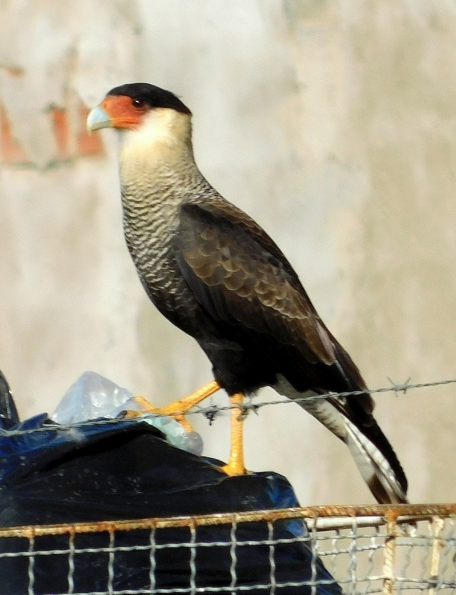 Crested Caracara - ML637266398