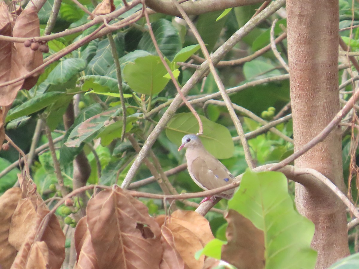 Blue-spotted Wood-Dove - ML637266404
