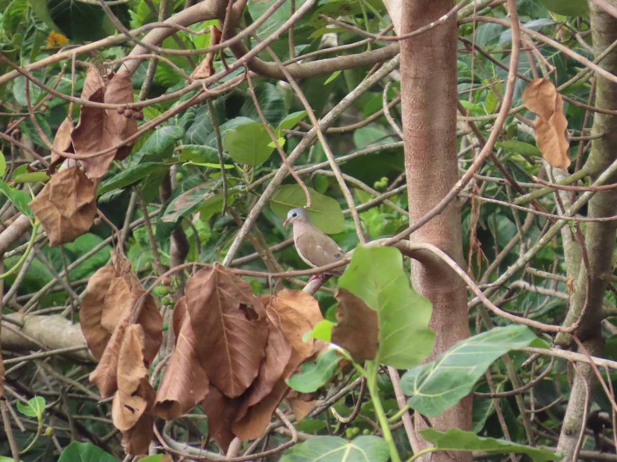 Blue-spotted Wood-Dove - ML637266405