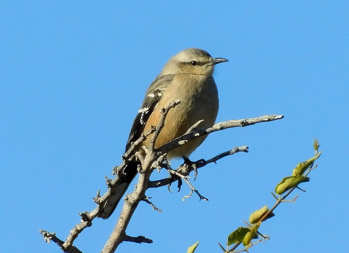 Patagonian Mockingbird - ML637266426