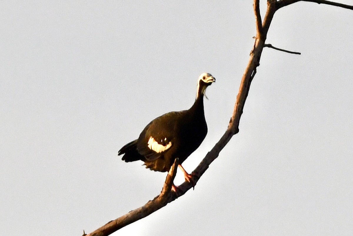 White-throated Piping-Guan - ML637266439