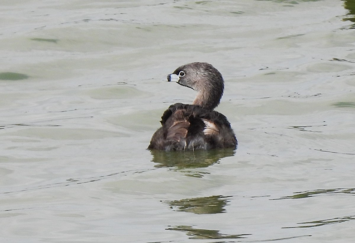 Pied-billed Grebe - ML637266478