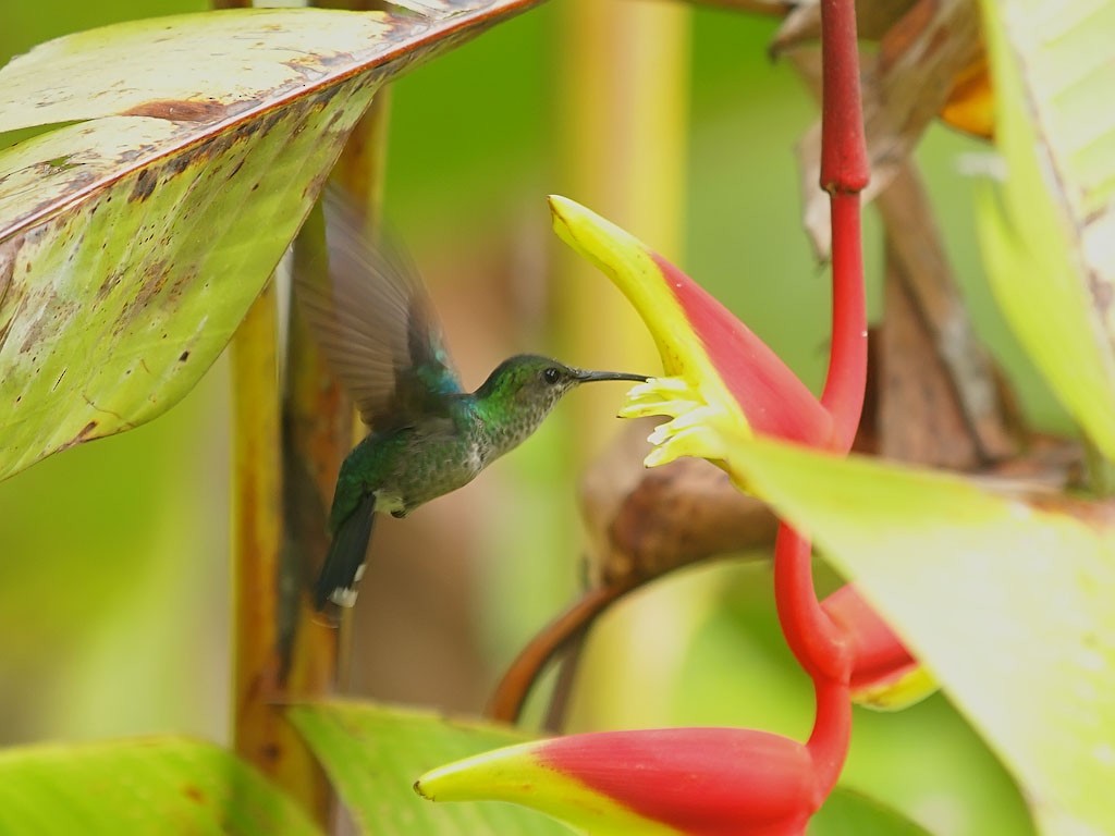 Gray-breasted Sabrewing - ML637266488