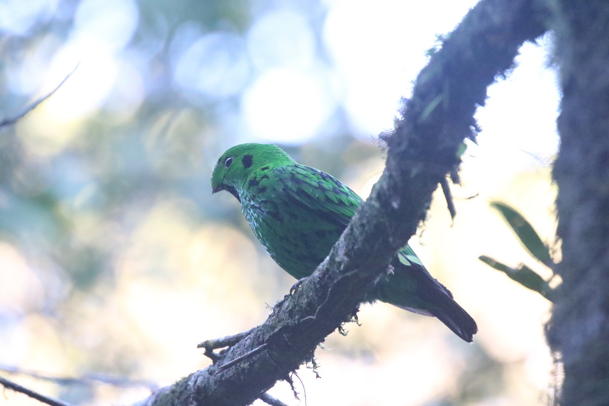 Whitehead's Broadbill - ML637266573