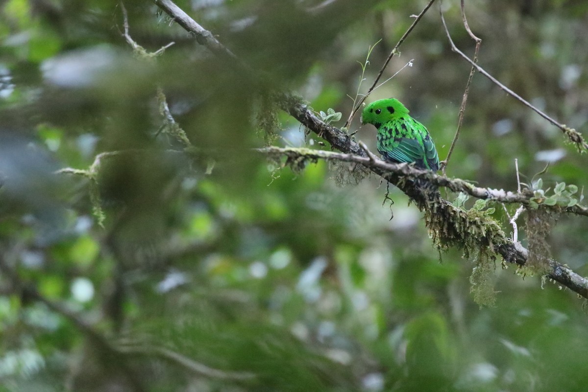 Whitehead's Broadbill - ML637266575