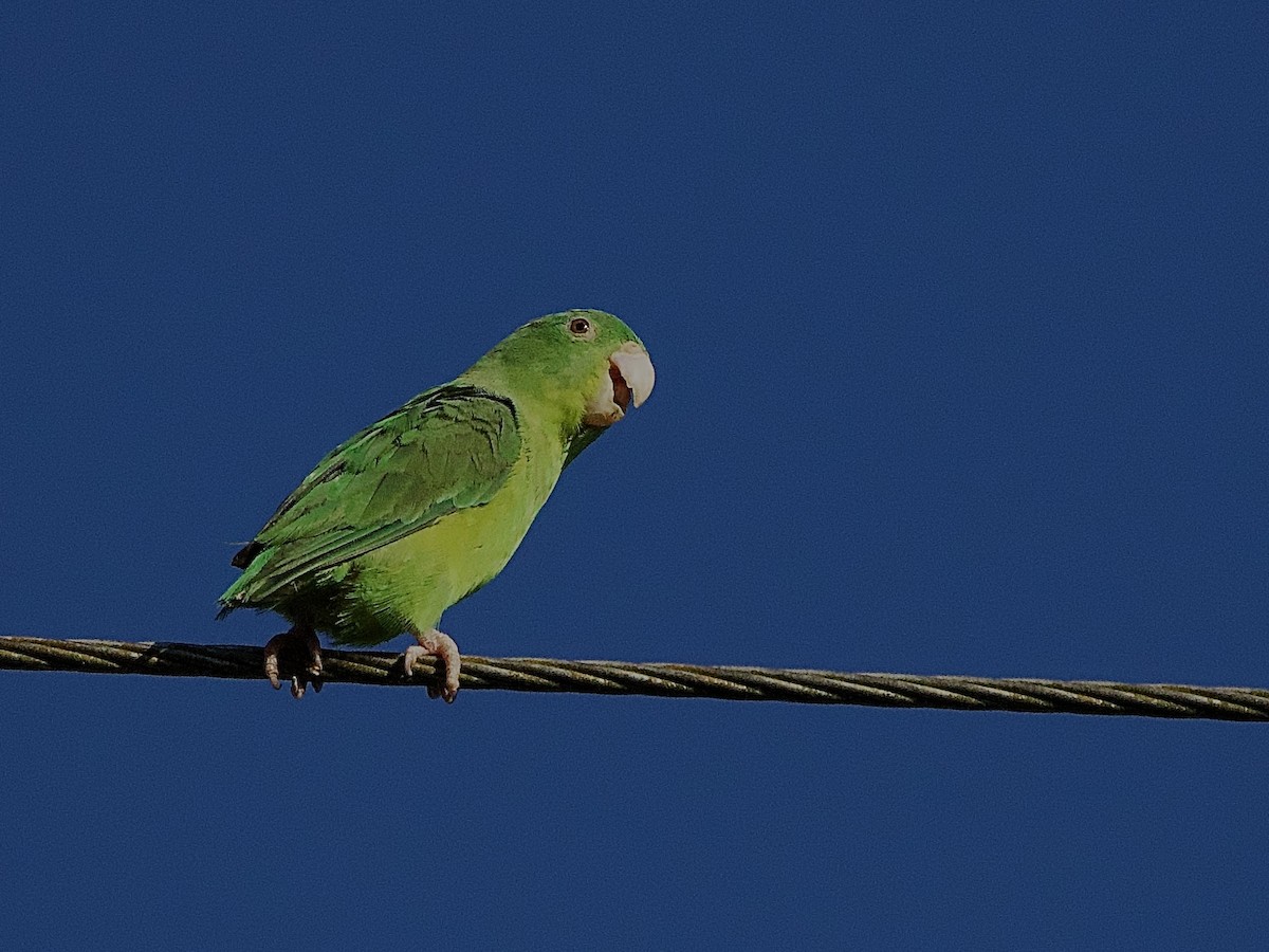 Riparian Parrotlet - ML637266595
