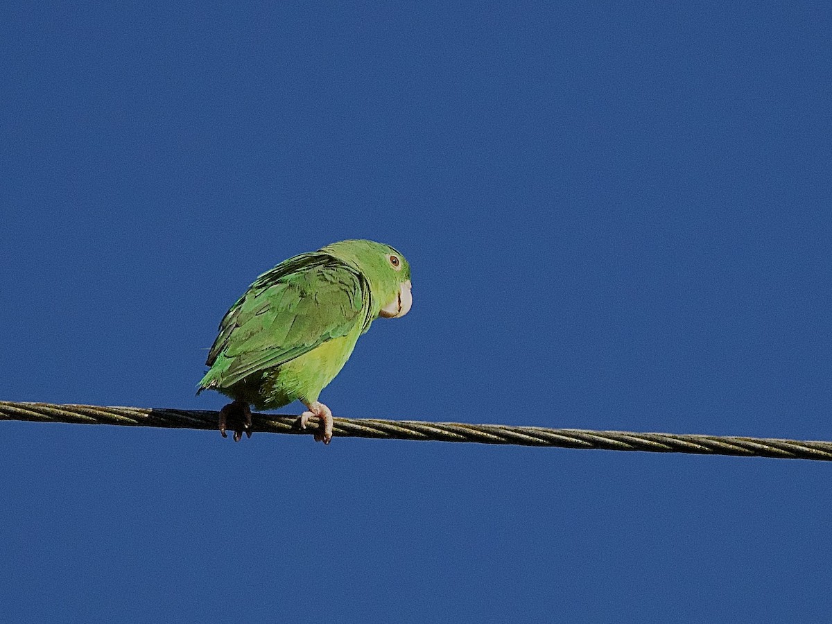 Riparian Parrotlet - ML637266596