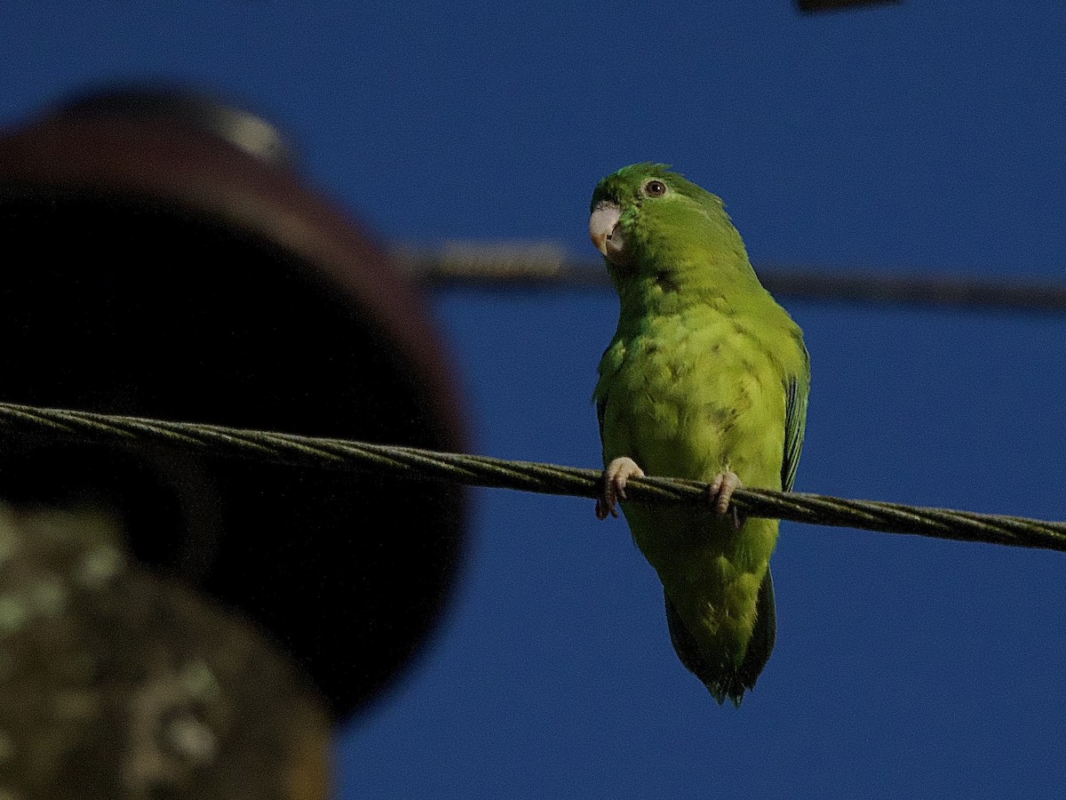 Riparian Parrotlet - ML637266597