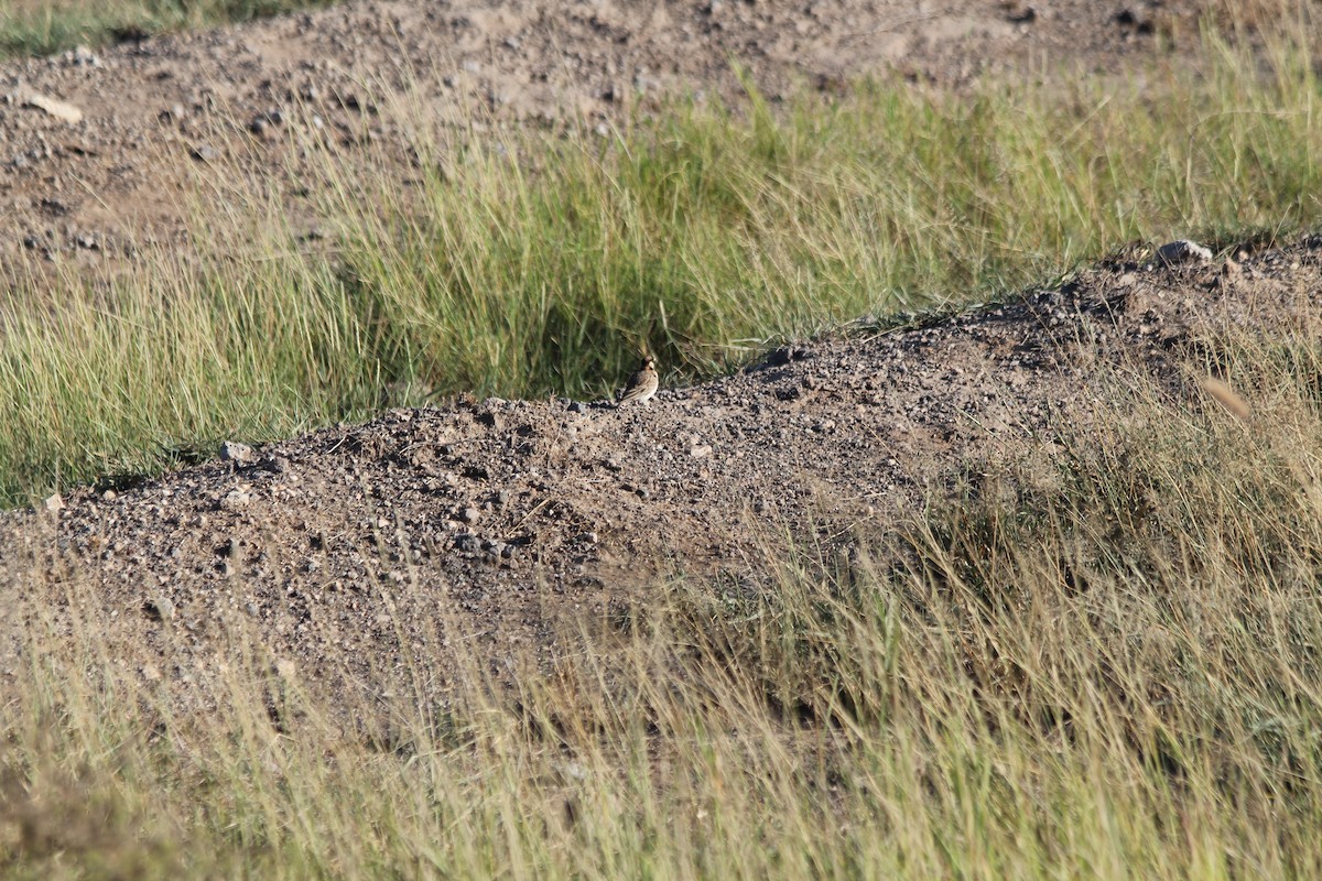 Fischer's Sparrow-Lark - ML637266654