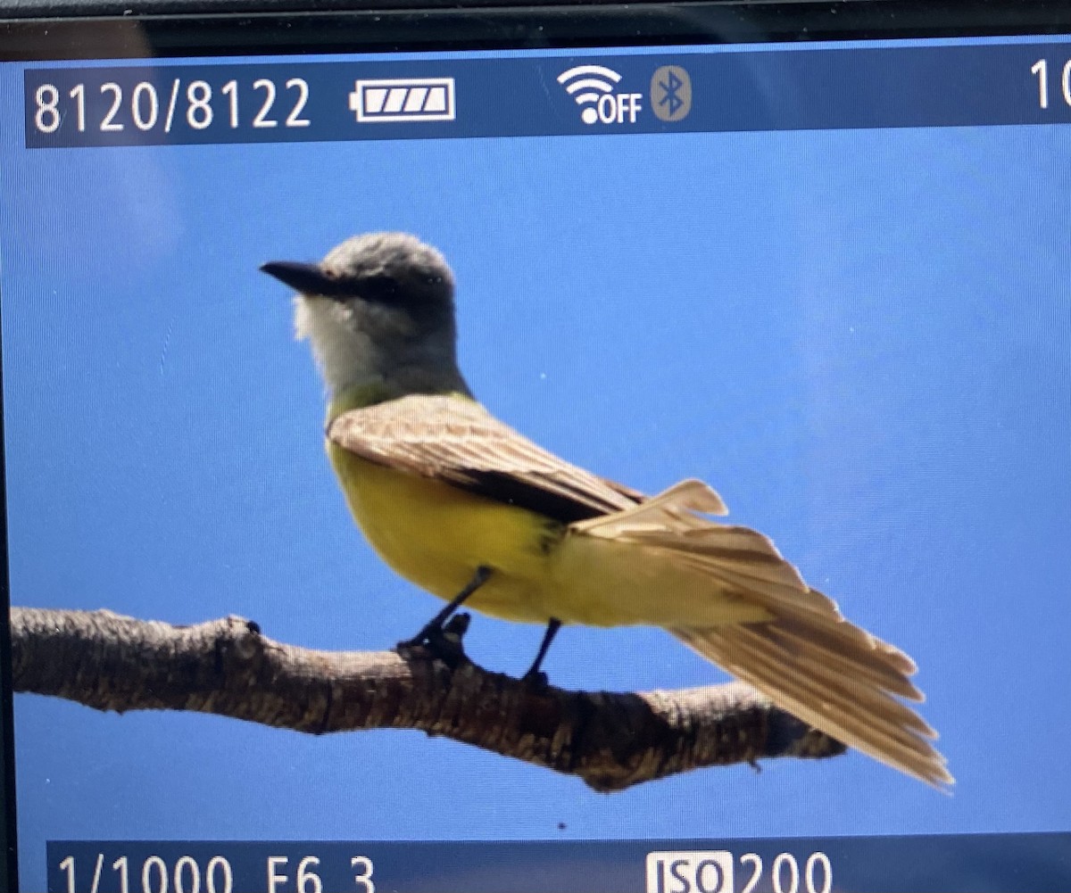 Couch's Kingbird - ML637266695