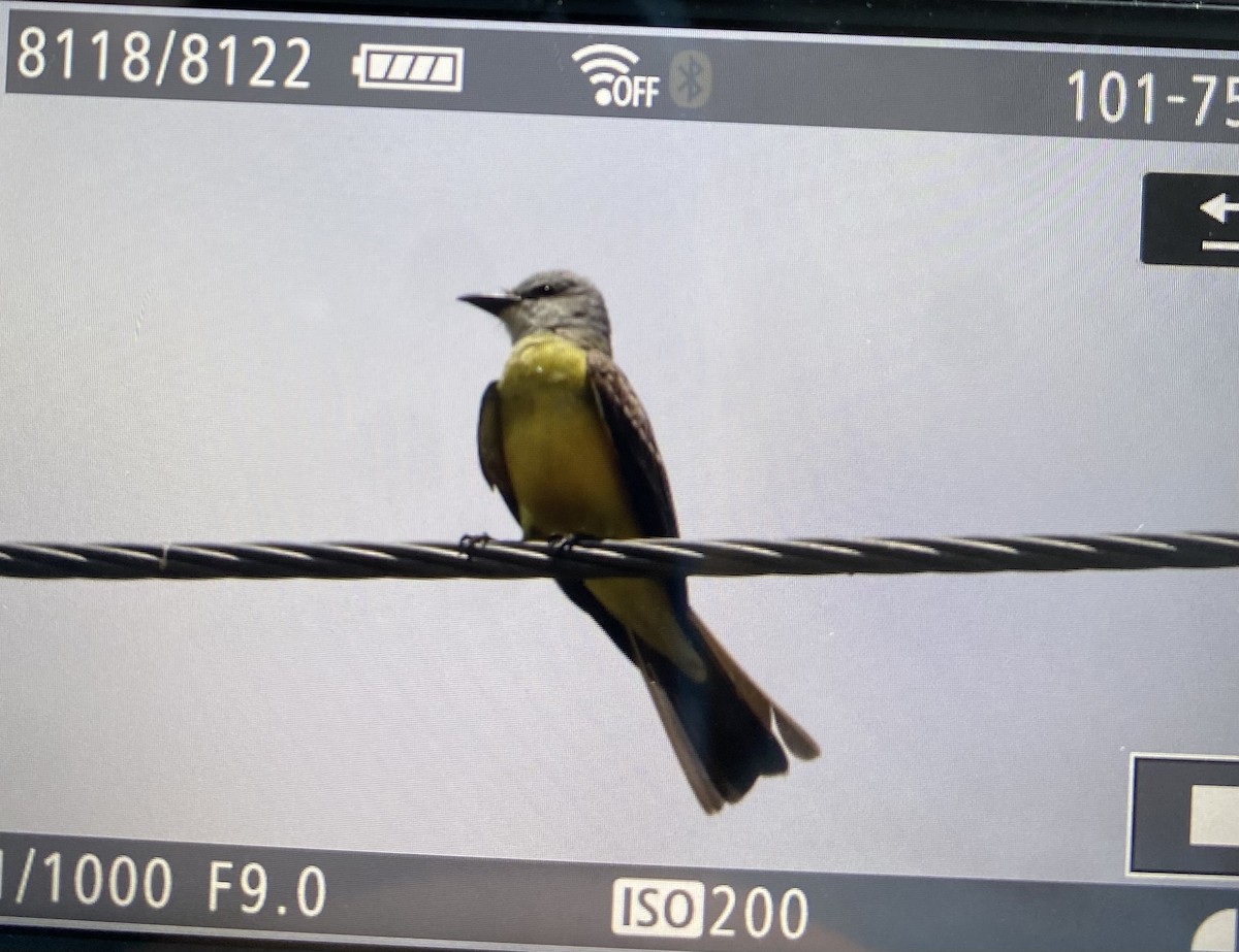 Couch's Kingbird - ML637266696