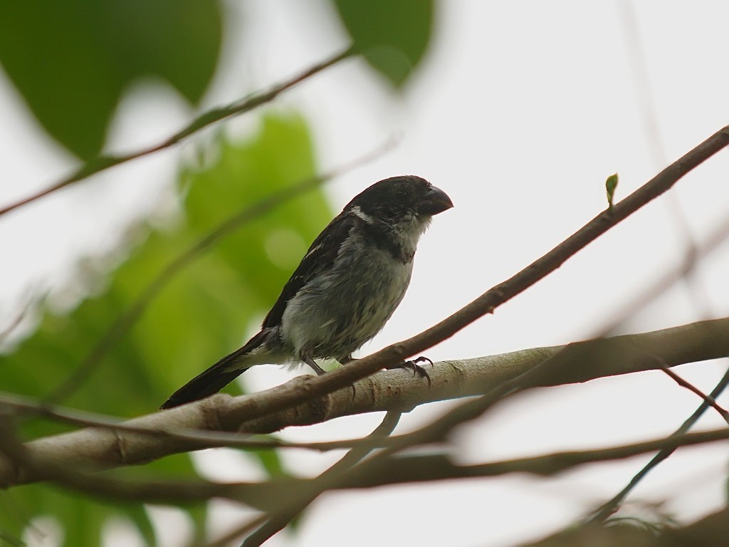 Wing-barred Seedeater (Caqueta) - ML637266720