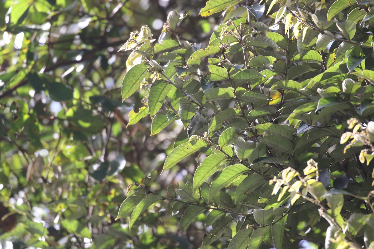 Black-sided Flowerpecker - ML637266768