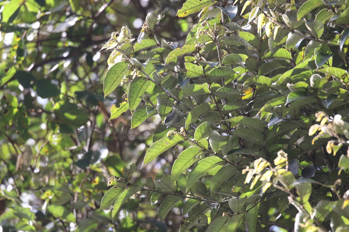Black-sided Flowerpecker - ML637266769