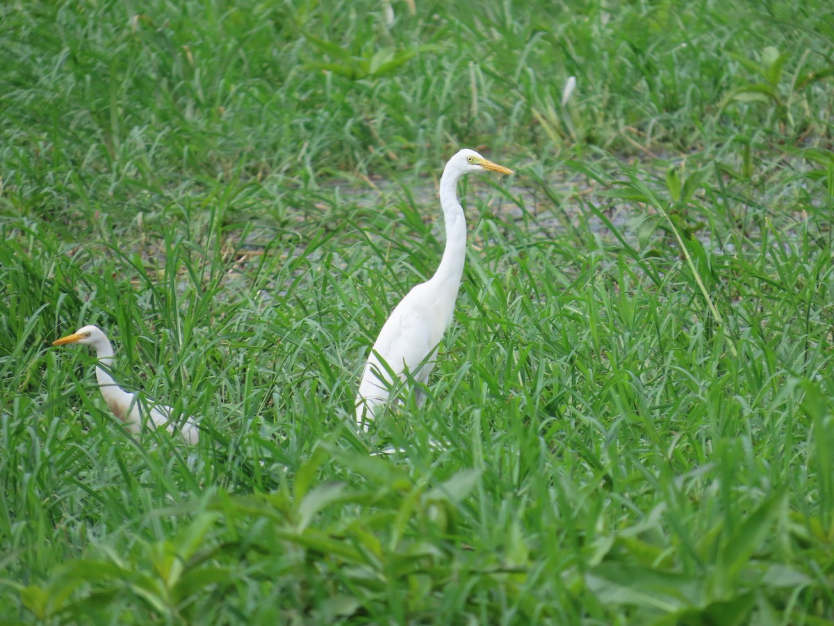 Yellow-billed Egret - ML637266776