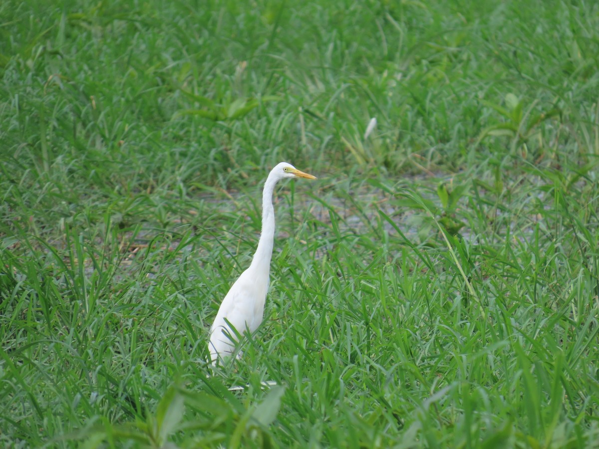 Yellow-billed Egret - ML637266777