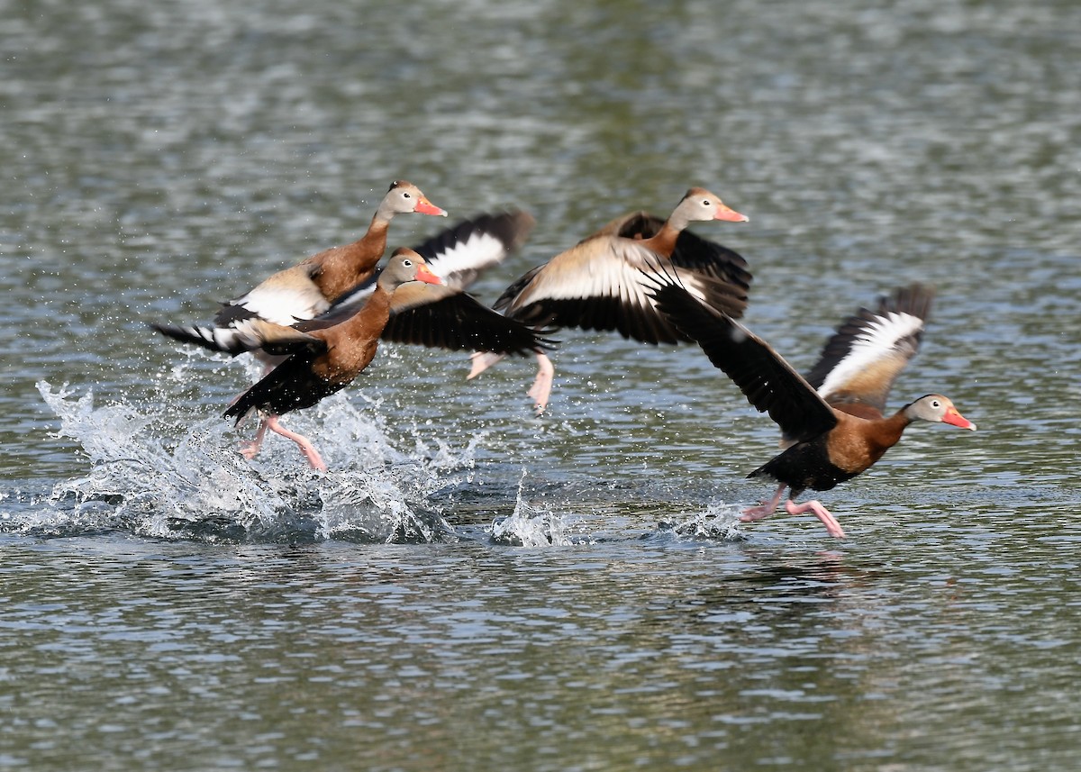 Black-bellied Whistling-Duck - ML637266814