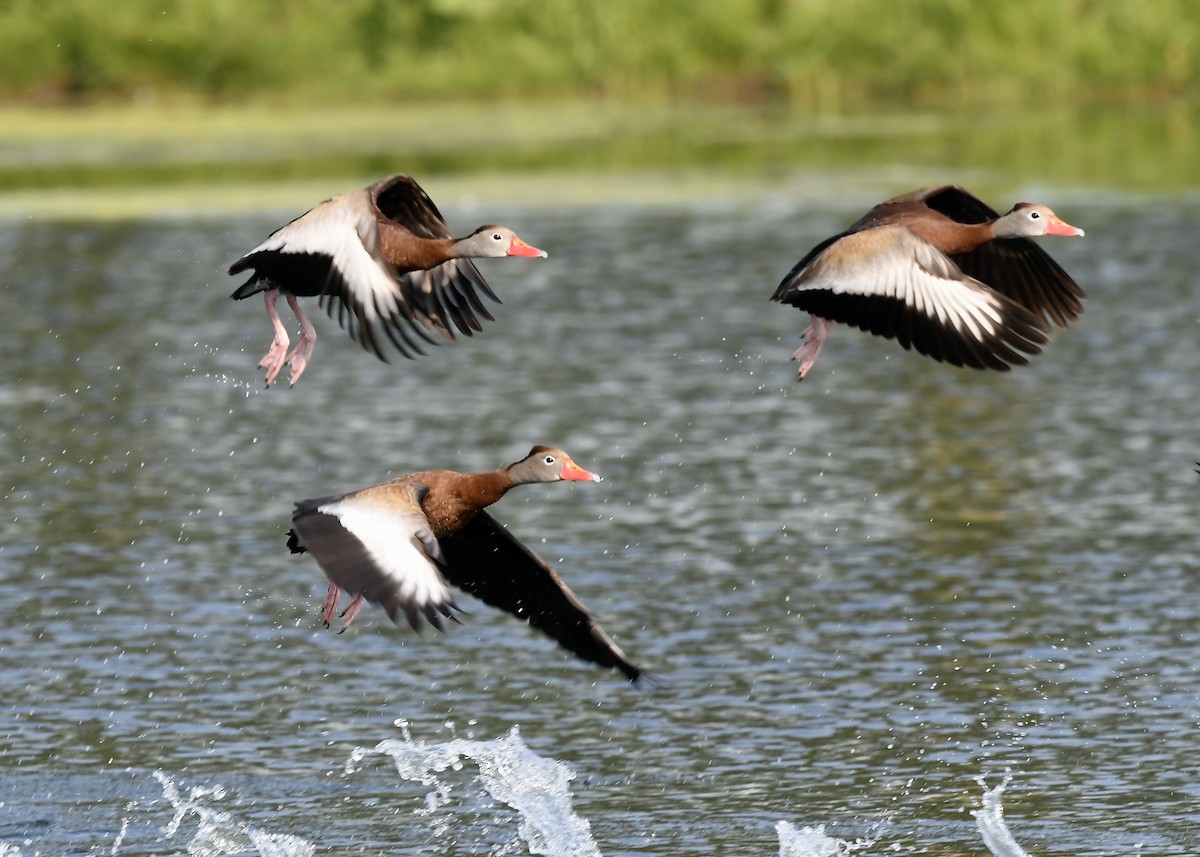 Black-bellied Whistling-Duck - ML637266818