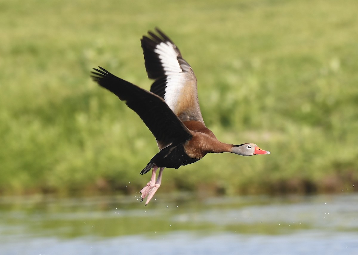 Black-bellied Whistling-Duck - ML637266823
