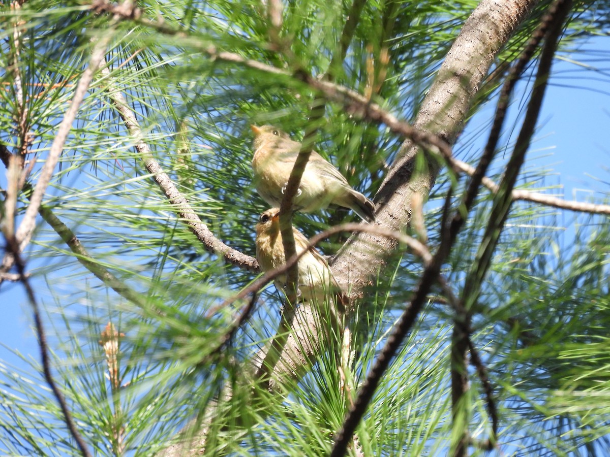 Buff-breasted Flycatcher - ML637266827